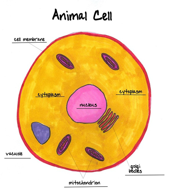 Reading Resources for Cells - 7th Grade Science at Loris Middle School
